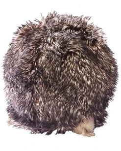 Folkmanis Hedgehog -Corolle Verkaufsgeschäft folkmanis hedgehog 3